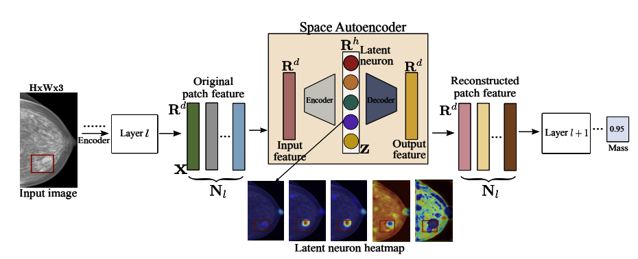 Mammo-SAE Framework
